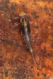 Liguria Prints: Minnow Mayfly (Baetis sp. ) larva