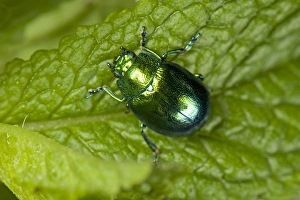 Green Prints: Mint Leaf Beetle, Chrysolina herbacea, on a mint leaf