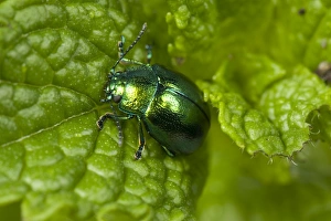 Mint Leaf Beetle, Chrysolina herbacea, on a mint leaf