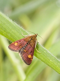 Images Dated 15th January 2013: Mint Moth (Pyrausta aurata) adult, resting on grass, England, May