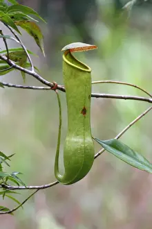 : Miraculous Distilling Plant (Nepenthes distillatoria) pitfall trap formed from modified leaves