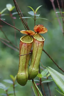 : Miraculous Distilling Plant (Nepenthes distillatoria) two pitfall traps formed from modified leaves