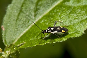 Downlands Prints: Mirid Bug (Grypocoris stysi) adult