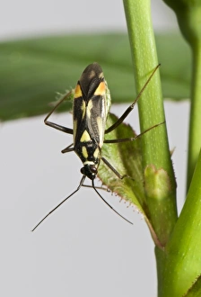 August Prints: Mirid bug, Grypocoris stysi, adult
