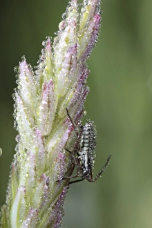 Dews Prints: Mirid Bug (Miridae sp. ) nymph, covered in dew on grass flowerhead, Powys, Wales, june