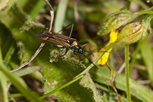 Downlands Prints: Mirid Bug (Miris striatus) adult