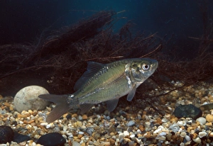 Carp Prints: Mirror Carp