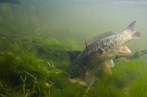 Quarry Prints: Mirror Carp (Cyprinus carpio carpio) adult