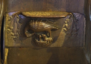 Misericord depicting pelican in her piety, in Medieval Europe pelicans were often depicted giving blood to young as