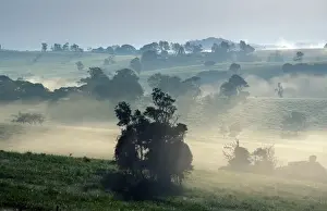 Fogs Prints: Mist Early morning mist hanging over Yungaburra farmland / Australia