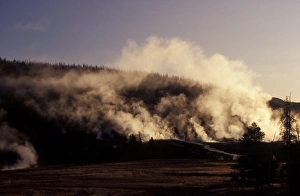 Mists Prints: Mist Early morning mist at Old Faithfull, Yellowstone National Park