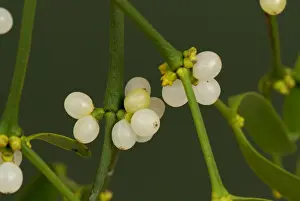 Christmas Prints: Mistetoe (Viscum album) leaves and white berries of traditional Christmas sprig