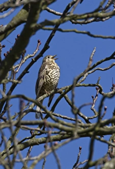 Thrush Prints: Mistle Thrush singing on winter Horse chestnut tree