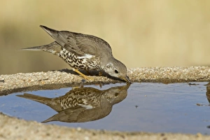 Mistle Thrush (Turdus viscivorus) adult, drinking at pool, Castilla y Leon, Spain, May