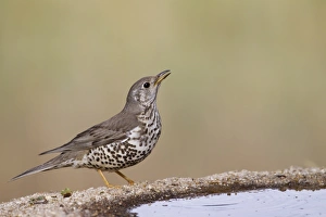Mistle Thrush (Turdus viscivorus) adult, drinking at pool, Castilla y Leon, Spain, May