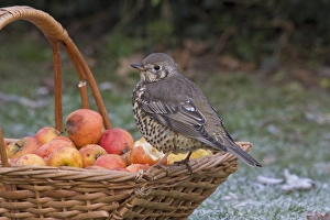 Mistle Thrush (Turdus viscivorus) adult, feeding on apples from basket, in garden, England, november