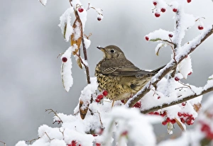 Mistle Thrush (Turdus viscivorus) adult, feeding on snow covered berries in garden, Norfolk, England, december