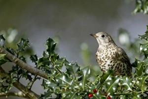 Mistle Thrush (Turdus viscivorus) adult, perched in European Holly (Ilex aquifolium) with berries, New Forest N. P