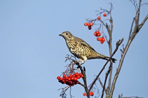 Mistle Thrush (Turdus viscivorus) adult, feeding on Rowan (Sorbus aucuparia) berries, Warwickshire, England, November