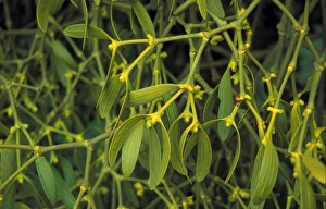 Parasites Prints: Mistletoe (Viscum album) Growing on apple tree
