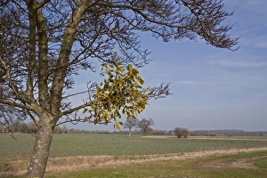 Album Prints: Mistletoe Viscum album growing on tree