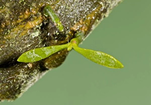 Growth Prints: Mistletoe (Viscum album) very young seedling