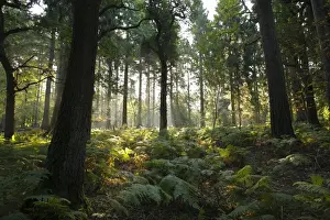 Gloucestershire Prints: Misty morning sunlight through mixed deciduous and coniferous woodland habitat