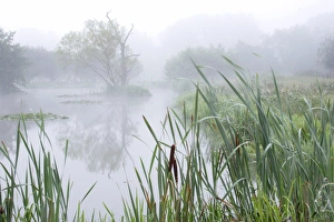 Organic Prints: Misty pond on organic farm at dawn, West Yorkshire, England, september