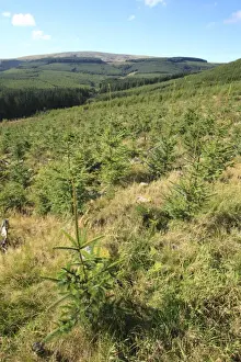 Saplings Prints: Mixed-age Sitka Spruce (Picea sitchensis) plantation, Hafren Forest, Powys, Wales, october