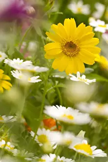 Marigold Prints: Mixed annual flowers, including Chamomile (Anthemis sp)