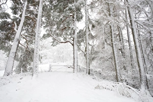 Coniferous Prints: Mixed conifer and oak woodland after snowstorm, Powys, Wales, March