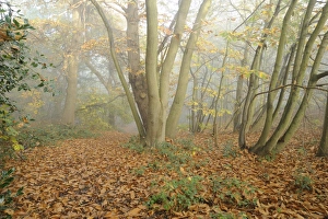 Mists Prints: Mixed deciduous woodland in autumn mist
