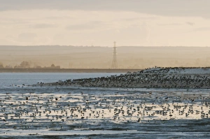 Mudflat Prints: Mixed wader flock feeding on mudflats at sunset