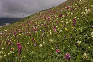 Middle East Prints: Mixed wildflowers, flowering in grassland habitat on high grazing pasture