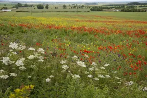 Varieties Prints: Mixed wildflowers, including Corn Poppy (Papaver rhoeas)
