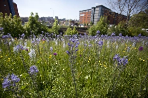 Varieties Prints: Mixed wildflowers planted in city centre, Sheffield, South Yorkshire, England, april