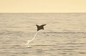 Jump Prints: Mobula Ray (Mobula sp. ) adult