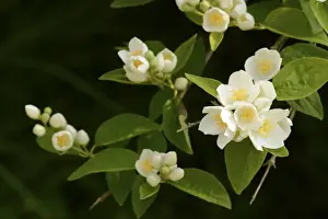 Oxfordshire Prints: Mock-orange (Philadelphus sp. ) close-up of flowers and leaves