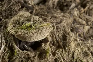Moggridge's Trapdoor Spider (Cteniza moggridgei) subadult, at burrow trapdoor, Liguria, Italy, november