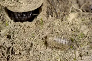 Moggridge's Trapdoor Spider (Cteniza moggridgei) subadult, at burrow trapdoor, with passing woodlouse prey, Liguria, Italy, november