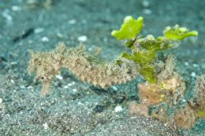 Moluccan Seahorse (Hippocampus moluccensis) adult, resting, Manado, Northeast Sulawesi, Indonesia