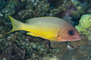 West Papua Prints: Moluccan Snapper (Lutjanus boutton) adult