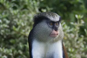 Primates Prints: Mona Monkey (Cercopithecus mona) introduced species