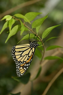 Monarchs Prints: Monarch Butterfly (Danaus plexippus) adult
