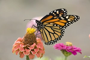 Monarch Butterfly (Danaus plexippus) adult, feeding on zinnia flower in garden, North Dakota, U. S. A. September