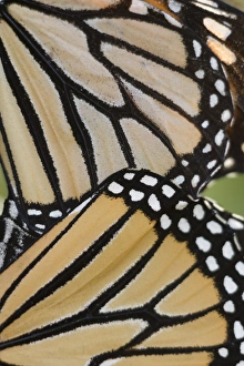 Details Prints: Monarch Butterfly (Danaus plexippus) adult pair
