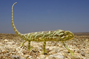 Monarch Chameleon (Chamaeleo monachus) adult, walking on open ground in desert, Socotra, Yemen, march
