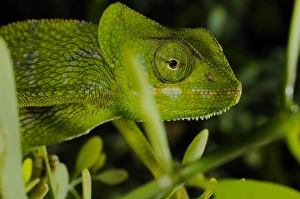 Monarch Chameleon (Chamaeleo monachus) adult, close-up of head, Socotra, Yemen, march