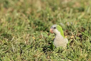 S Eed Prints: Monk Parakeet (Myiopsitta monachus) introduced species