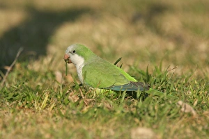 Parakeet Prints: Monk Parakeet (Myiositta monachus) adult